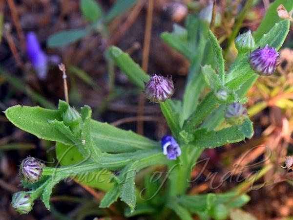Narrow-Leaf Epaltes